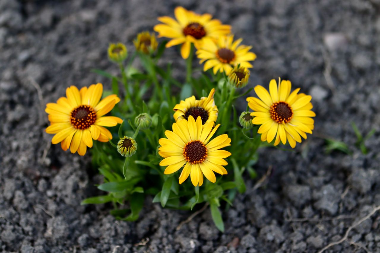 Close-up of vibrant yellow African daisies (Osteospermum) blooming in a garden.